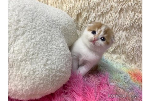 成約済の大阪府のスコティッシュフォールド(折れ耳)-103905の2枚目
