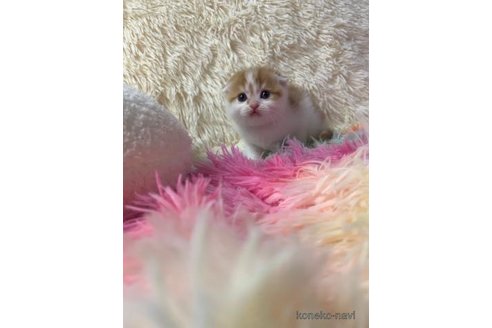 成約済の大阪府のスコティッシュフォールド(折れ耳)-103905の3枚目