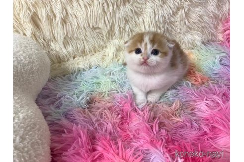 成約済の大阪府のスコティッシュフォールド(折れ耳)-103905の4枚目