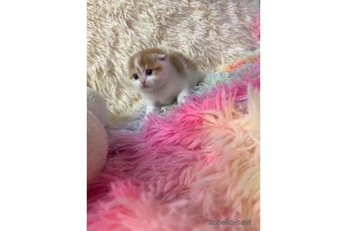 成約済の大阪府のスコティッシュフォールド(折れ耳)-103905の5枚目