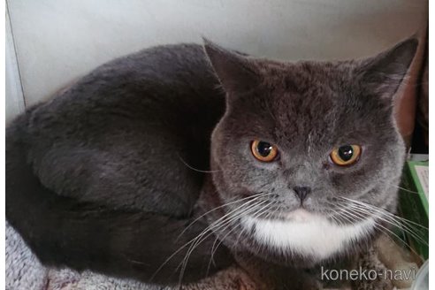 成約済の兵庫県のスコティッシュフォールド-103910の3枚目