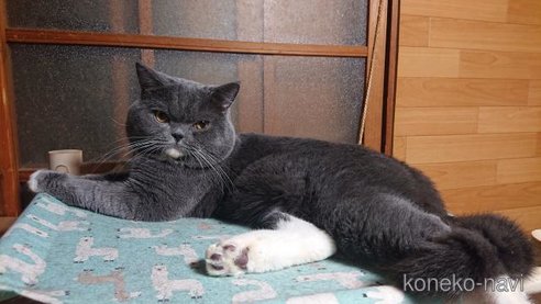 成約済の兵庫県のスコティッシュフォールド-103910の6枚目