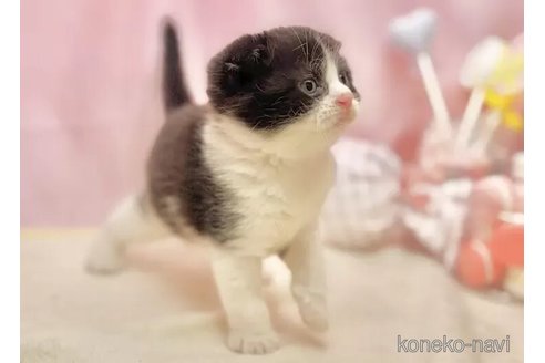 販売中の東京都のスコティッシュフォールド(折れ耳)-103926の5枚目
