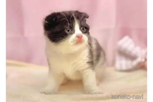 販売中の東京都のスコティッシュフォールド(折れ耳)-103926の4枚目