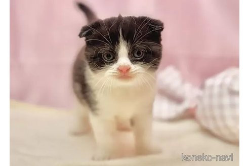 販売中の東京都のスコティッシュフォールド(折れ耳)-103926