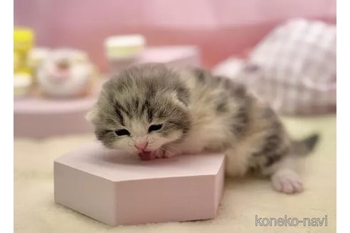 成約済の東京都のスコティッシュフォールド(折れ耳)-103927の2枚目