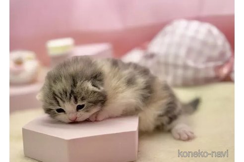 成約済の東京都のスコティッシュフォールド(折れ耳)-103927の4枚目