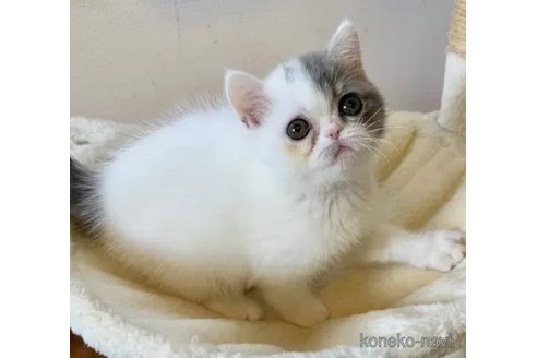 成約済の兵庫県のエキゾチックショートヘア-103933の5枚目