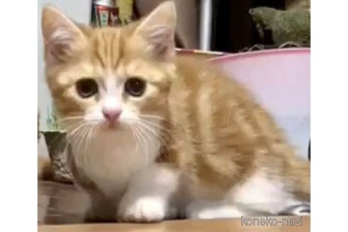 ミカチビちゃん1枚目