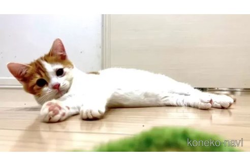 成約済の京都府のマンチカン-103935の2枚目