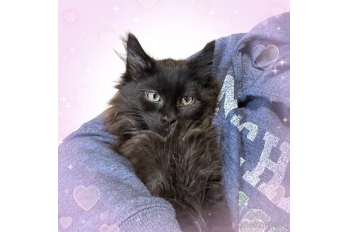 成約済の福岡県のメインクーン-97379の6枚目