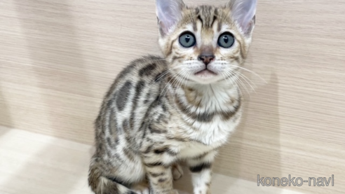 成約済の東京都のベンガル-103938の1枚目