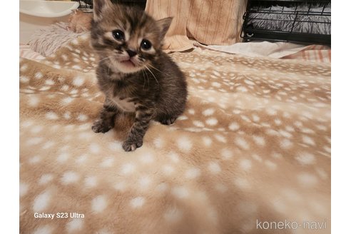 成約済の福岡県のマンチカン-103947の11枚目