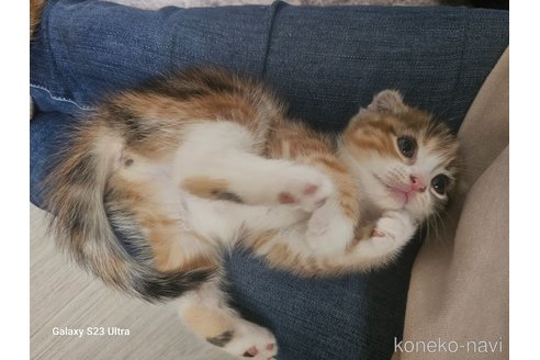 成約済の福岡県のマンチカン-103948の10枚目