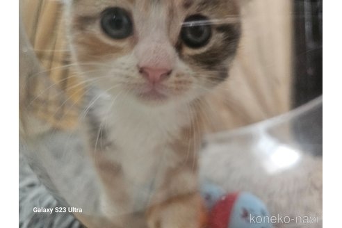 成約済の福岡県のマンチカン-103948の2枚目
