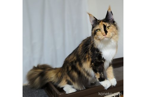 成約済の愛媛県のメインクーン-75914の1枚目