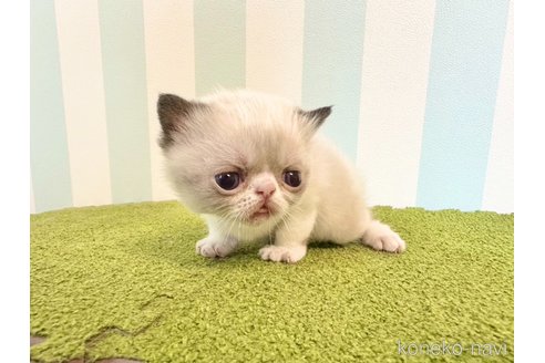 成約済の東京都のエキゾチックショートヘア-103949の3枚目
