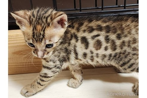 成約済の神奈川県のベンガル-103950の4枚目