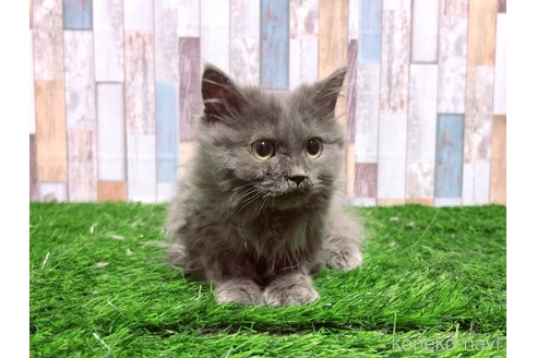 販売中の大阪府のマンチカン-89481の3枚目