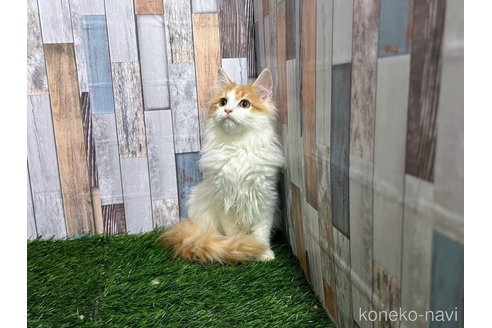成約済の大阪府のマンチカン-89478の3枚目