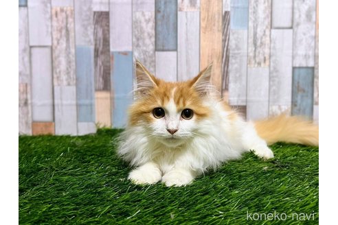 成約済の大阪府のマンチカン-89478の2枚目