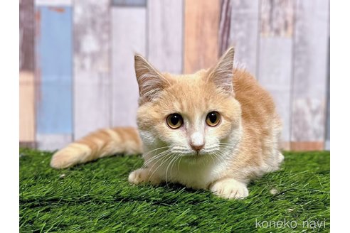 成約済の大阪府のマンチカン(短足)-89480の3枚目