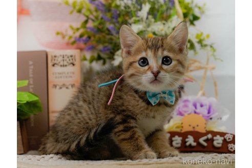 成約済の神奈川県のマンチカン-103967の18枚目