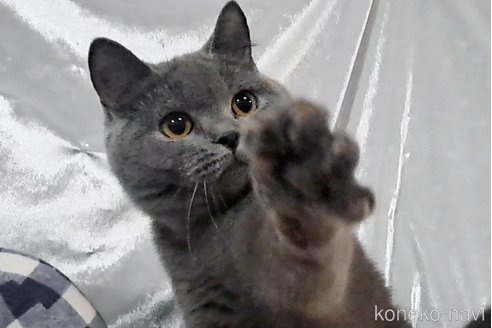 成約済の宮城県のスコティッシュフォールド-97135の2枚目