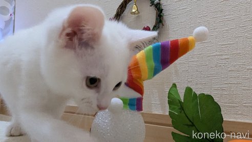 成約済の広島県のその他の猫種-97411の29枚目