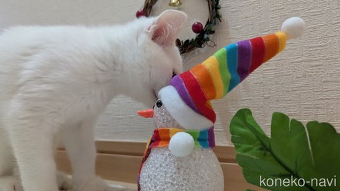 成約済の広島県のその他の猫種-97411の25枚目