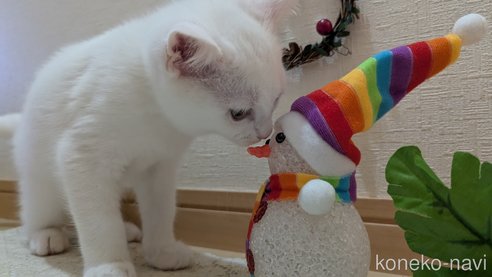 成約済の広島県のその他の猫種-97411の26枚目