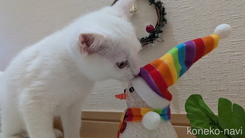 成約済の広島県のその他の猫種-97411の27枚目