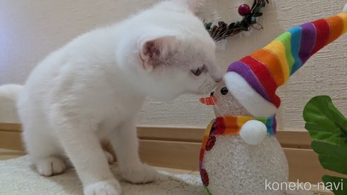 成約済の広島県のその他の猫種-97411の24枚目