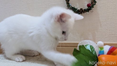成約済の広島県のその他の猫種-97411の23枚目