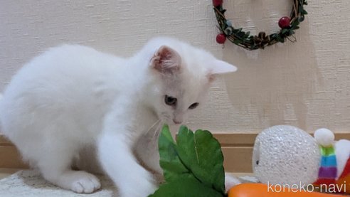 成約済の広島県のその他の猫種-97411の22枚目