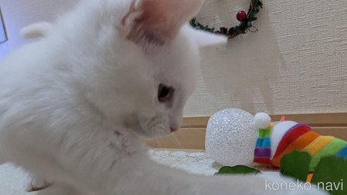 成約済の広島県のその他の猫種-97411の19枚目