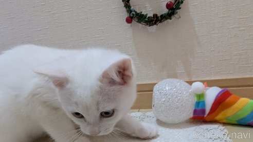 成約済の広島県のその他の猫種-97411の20枚目