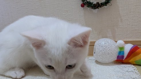 成約済の広島県のその他の猫種-97411の21枚目