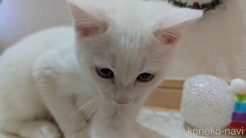 成約済の広島県のその他の猫種-97411の18枚目