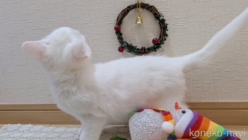 成約済の広島県のその他の猫種-97411の17枚目
