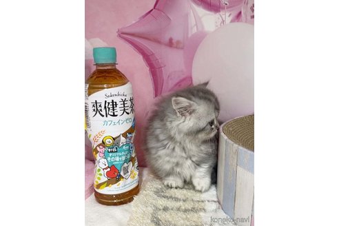 成約済の千葉県のミヌエット(短足)-103985の2枚目