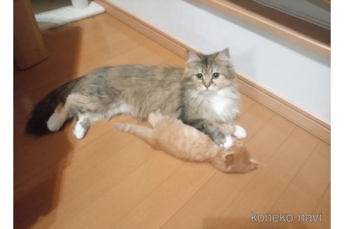 ウメコちゃん1枚目