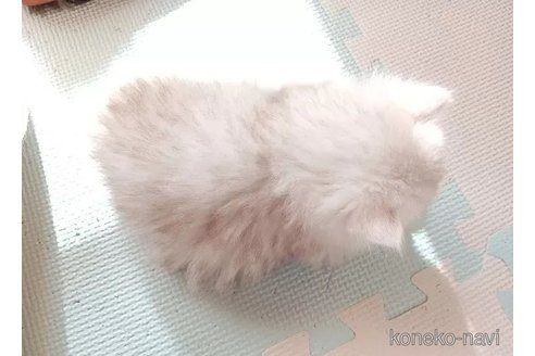 成約済の東京都のミックス-104039の2枚目