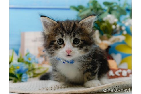 成約済の神奈川県のノルウェージャンフォレストキャット-104044の23枚目