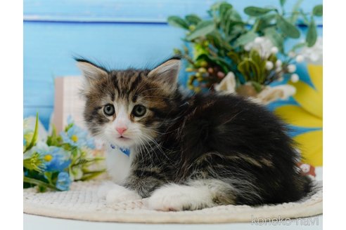成約済の神奈川県のノルウェージャンフォレストキャット-104044の25枚目