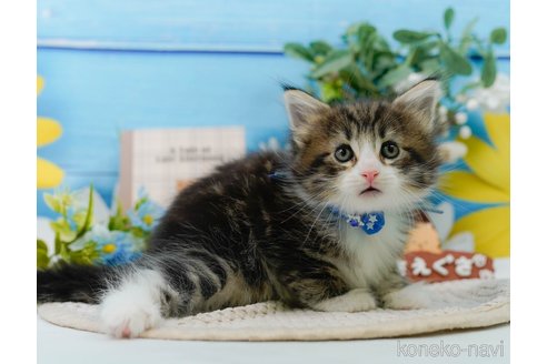 成約済の神奈川県のノルウェージャンフォレストキャット-104044の24枚目