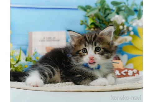 成約済の神奈川県のノルウェージャンフォレストキャット-104044の21枚目