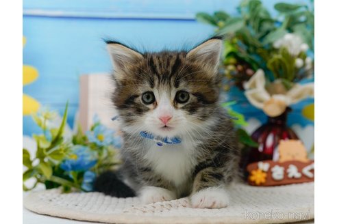 成約済の神奈川県のノルウェージャンフォレストキャット-104044の19枚目