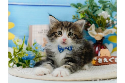成約済の神奈川県のノルウェージャンフォレストキャット-104044の12枚目