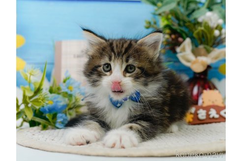 成約済の神奈川県のノルウェージャンフォレストキャット-104044の10枚目